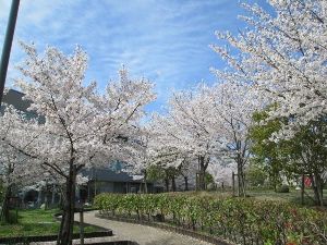 【桜・見ごろ】南郷公園