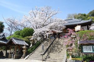 【桜・見ごろ】野崎観音