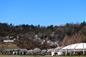 【桜・見ごろ】四国山香りの森公園