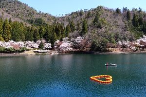 【桜・見ごろ】伊自良湖