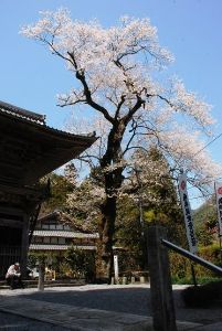 【桜・見ごろ】甘南美寺の江戸彼岸桜