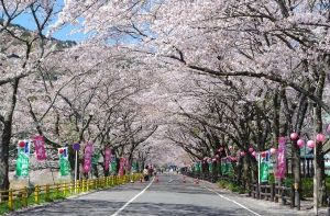 【桜・見ごろ】家山川の桜並木