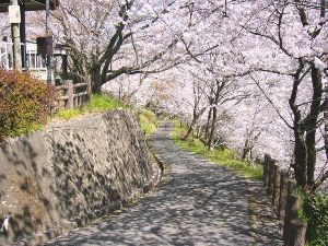 【桜・見ごろ】北川内公園