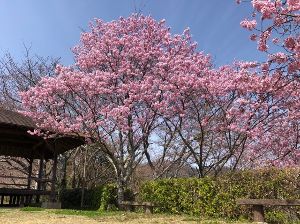 【桜・見ごろ】金毘羅山公園
