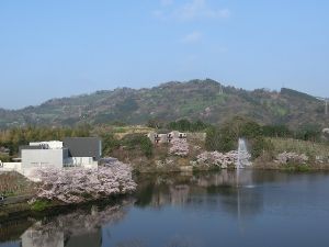 【桜・見ごろ】通谷池公園