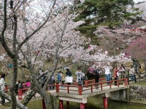 【桜・見ごろ】津偕楽公園