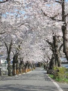【桜・見ごろ】唐丹町本郷桜並木