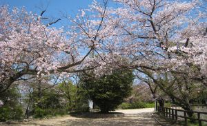 【桜・見ごろ】江波山公園
