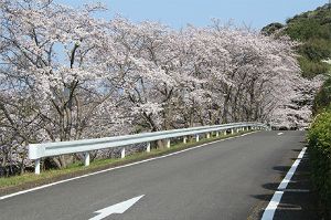 【桜・見ごろ】佐賀県立九州陶磁文化館