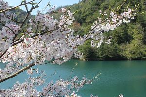 【桜・見ごろ】有田ダム