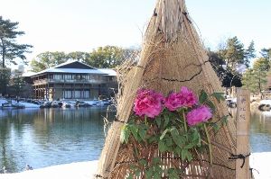 寒を遊ぶ徳川園の冬牡丹