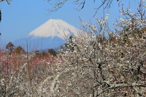 修善寺 梅の観賞