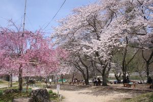 【桜・見ごろ】笠置キャンプ場