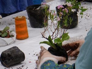 山野草の寄せ植え教室（1月）