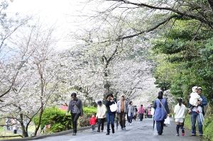 第42回黄金崎さくらまつり
