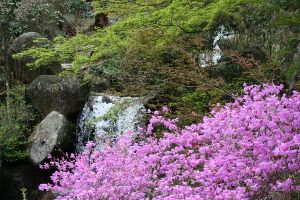 【桜・見ごろ】鬼岩公園