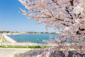 【桜・見ごろ】三好公園