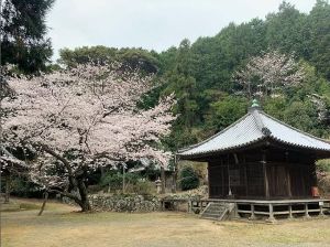 【桜・見ごろ】施無畏寺