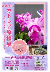 姫路市立手柄山温室植物園　県農生のカトレア原種展