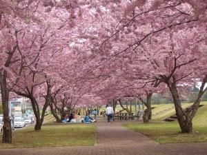 おやまの桜まつり