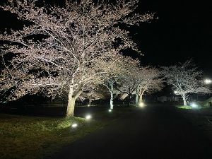 惣三郎沼公園桜まつり
