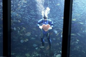 水族館のバレンタイン～魚たちにハートをプレゼント～