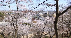 【桜・見ごろ】延命公園