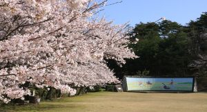 【桜・見ごろ】万葉の森  船岡山