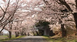 【桜・見ごろ】芝原町の桜