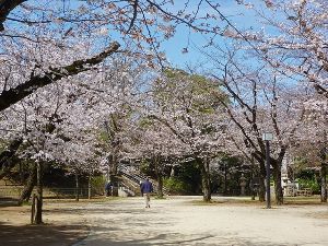【桜・見ごろ】亥鼻公園