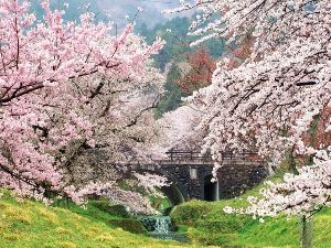 【桜・見ごろ】霞間ケ渓公園