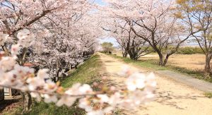 【桜・見ごろ】佐久良川