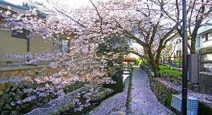 【桜・見ごろ】清水川