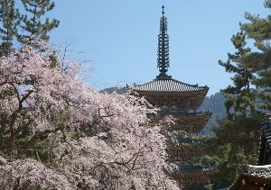 【桜・見ごろ】醍醐寺