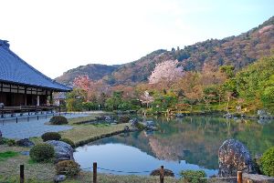 【桜・見ごろ】天龍寺