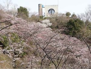 【桜・見ごろ】ABURAYAMA FUKUOKA 市民の森