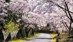 【桜・見ごろ】御嶽山の桜並木