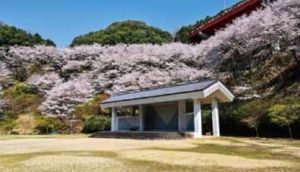 【桜・見ごろ】内山公園