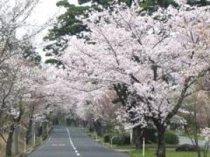 【桜・見ごろ】萩原桜並木報恩峠