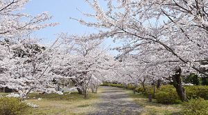【桜・見ごろ】隠岐神社