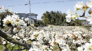 第23回あらお梨の花元気ウォーク
