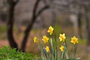 国営昭和記念公園　フォトセミナー（3月）