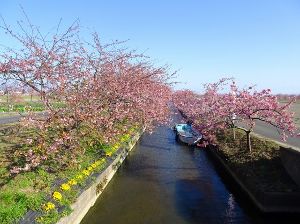 【桜・見ごろ】笠松河津桜ロード