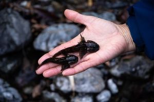高麗川を歩いてみよう!～リバーウォークで魚や川に訪れる動物の気持ちがわかるかも！？～（3月）