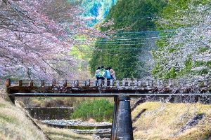 【桜・見ごろ】倉町野
