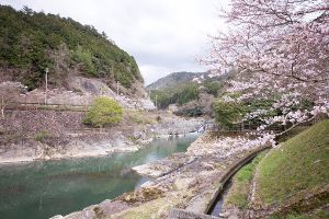 【桜・見ごろ】川代公園