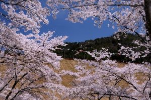 【桜・見ごろ】大杉ダム自然公園
