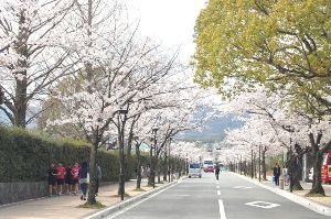 【桜・見ごろ】学園花通り