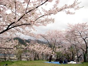 【桜・見ごろ】岡見公園
