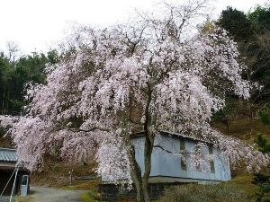 【桜・見ごろ】小野豆しだれ桜